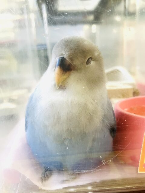 コザクラインコ（小桜インコ）