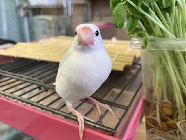 白文鳥