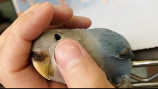 コザクラインコ（小桜インコ）