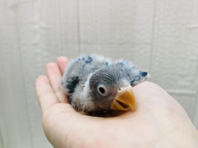 ブルーボタンインコ