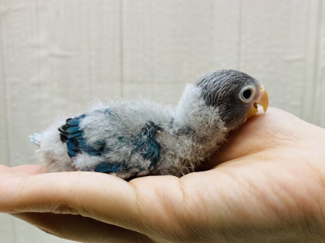 ブルーボタンインコ