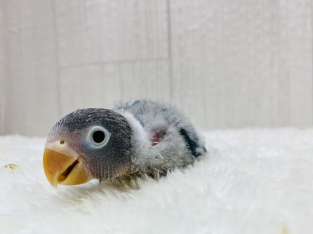 ブルーボタンインコ