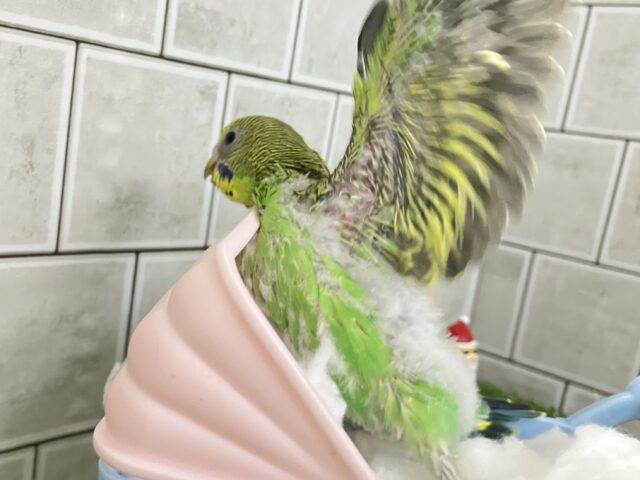 セキセイインコ