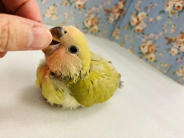 ニッコリ笑ってるみたい☺️🧡かわいい手乗りコザクラインコちゃん(シナモン)🌼 コザクラインコ(小桜インコ)
