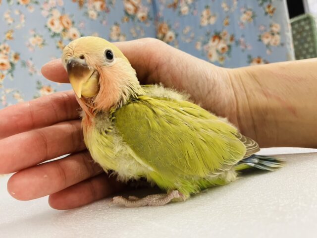 ニッコリ笑ってるみたい☺️🧡かわいい手乗りコザクラインコちゃん(シナモン)🌼 コザクラインコ(小桜インコ)