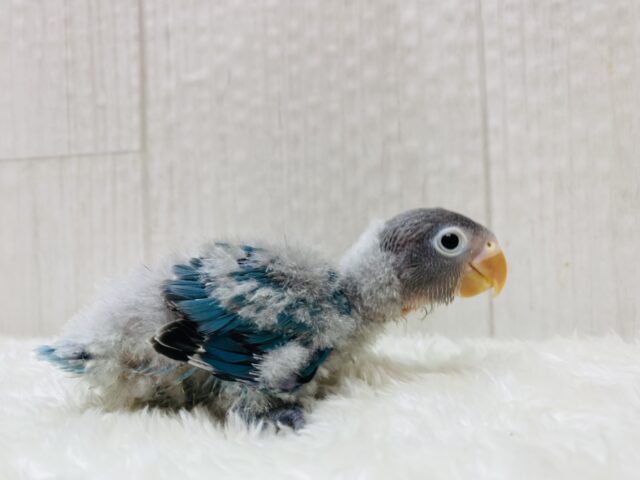 ブルーボタンインコ