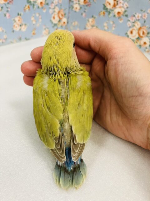 ニッコリ笑ってるみたい☺️🧡かわいい手乗りコザクラインコちゃん(シナモン)🌼 コザクラインコ(小桜インコ)