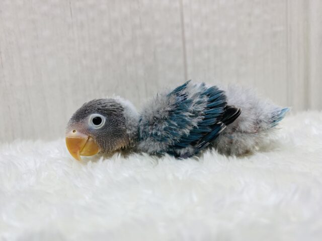 ブルーボタンインコ