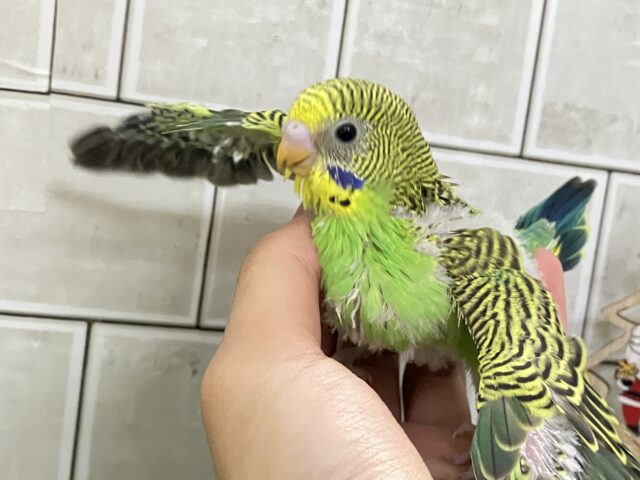 セキセイインコ