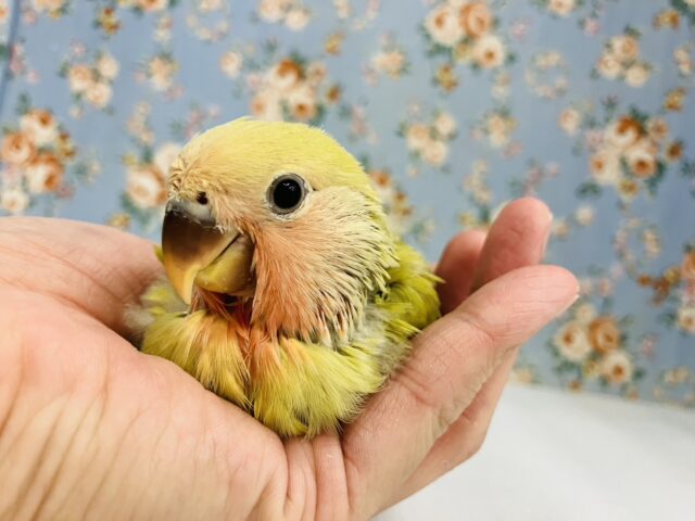 ニッコリ笑ってるみたい☺️🧡かわいい手乗りコザクラインコちゃん(シナモン)🌼 コザクラインコ(小桜インコ)