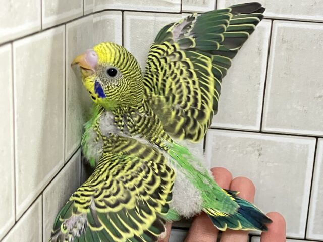 セキセイインコ