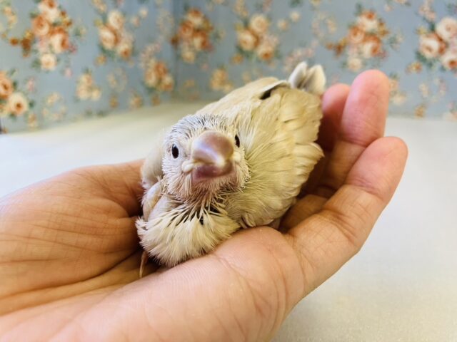 シナモン文鳥 / シルバー文鳥