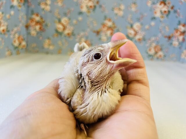 シナモン文鳥 / シルバー文鳥