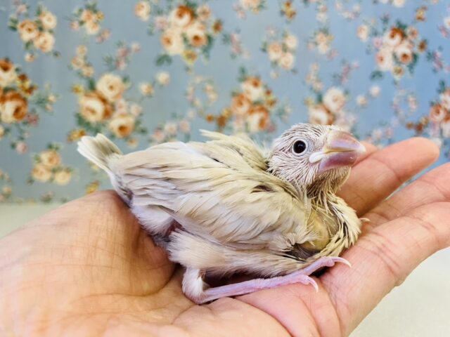 シナモン文鳥 / シルバー文鳥