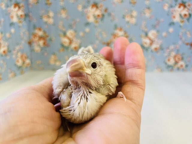 シナモン文鳥 / シルバー文鳥