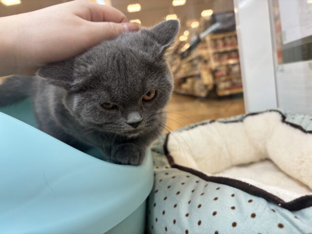 ブリティッシュショートヘア