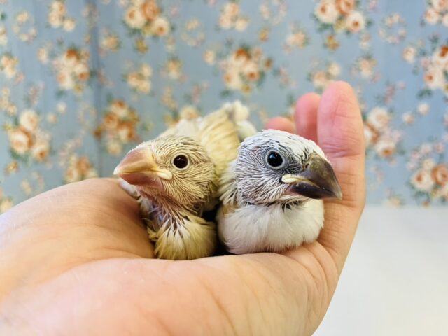 シナモン文鳥 / シルバー文鳥