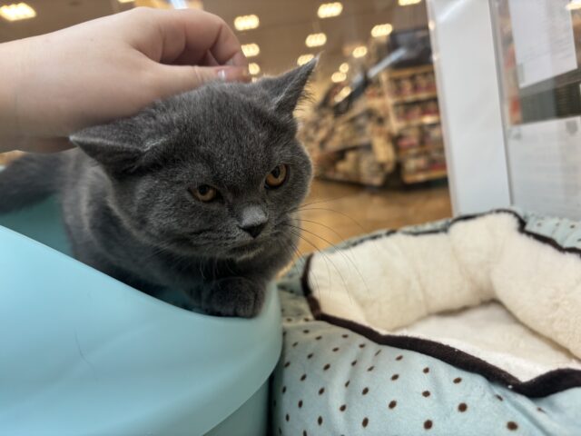 ブリティッシュショートヘア