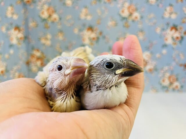 シナモン文鳥 / シルバー文鳥