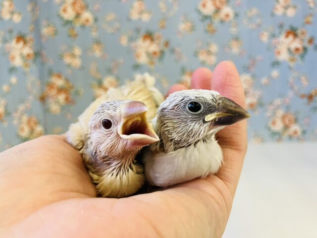 シナモン文鳥 / シルバー文鳥