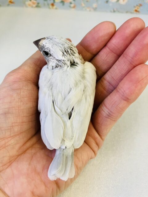 シナモン文鳥 / シルバー文鳥