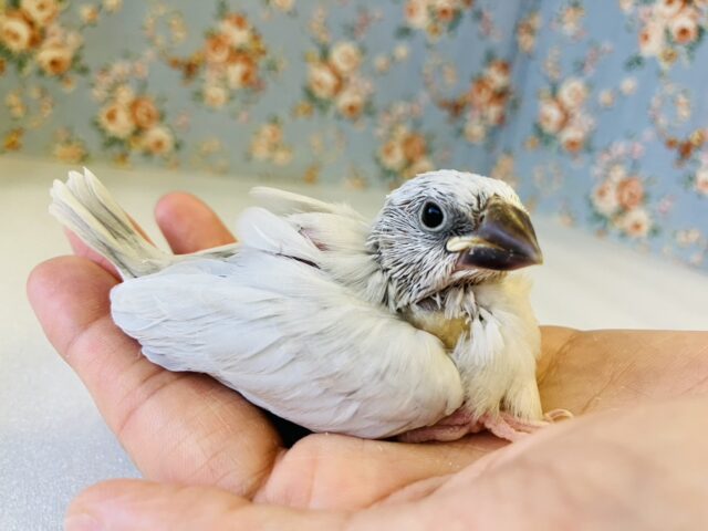 シナモン文鳥 / シルバー文鳥