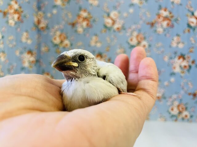 シナモン文鳥 / シルバー文鳥