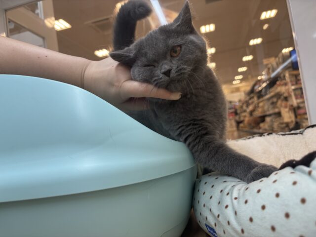 ブリティッシュショートヘア