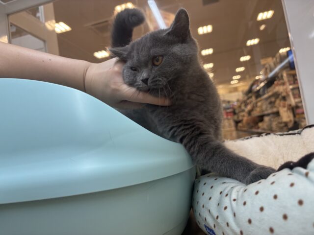 ブリティッシュショートヘア