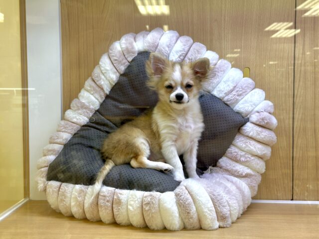 むっちり🩵チワワ男の子 チワワ