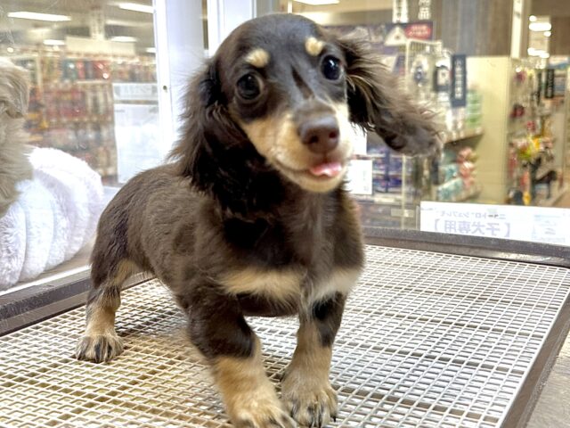 ミニチュアダックス