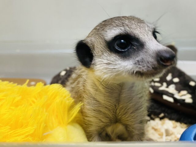 ミーアキャット