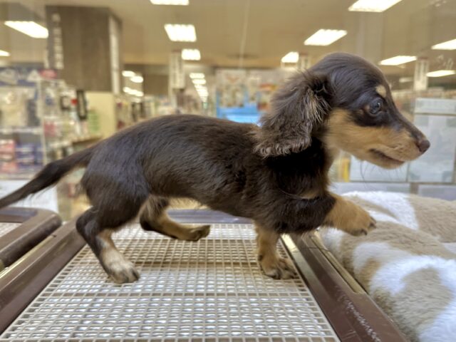 ミニチュアダックス