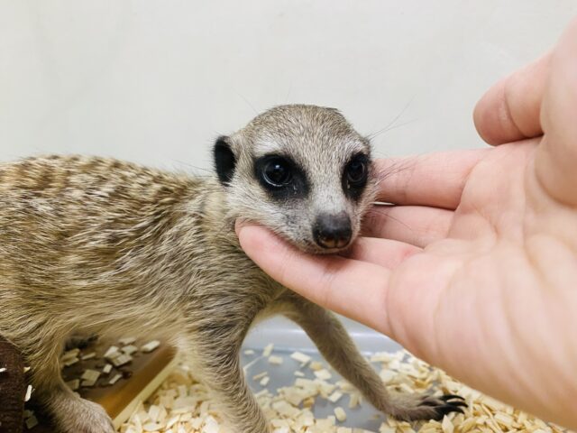 ミーアキャット