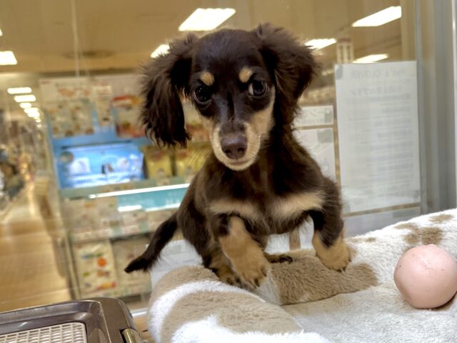 ミニチュアダックス