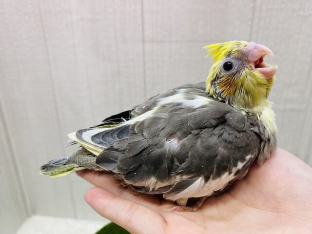 オカメインコ