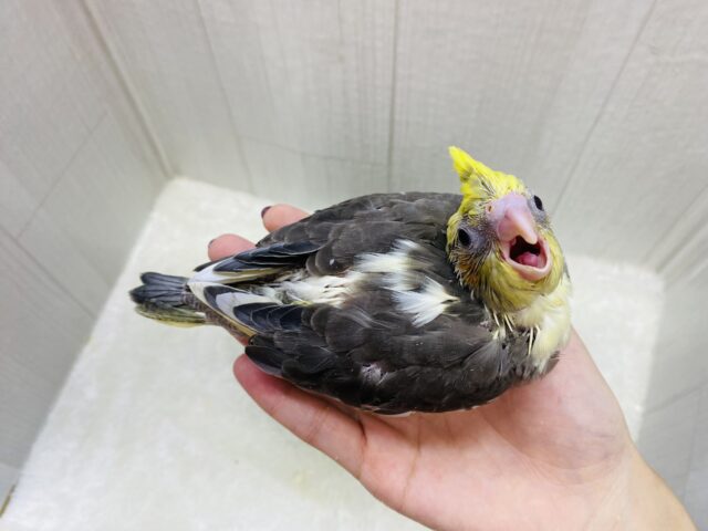 オカメインコ