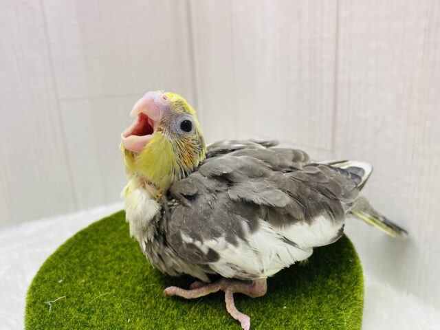 オカメインコ