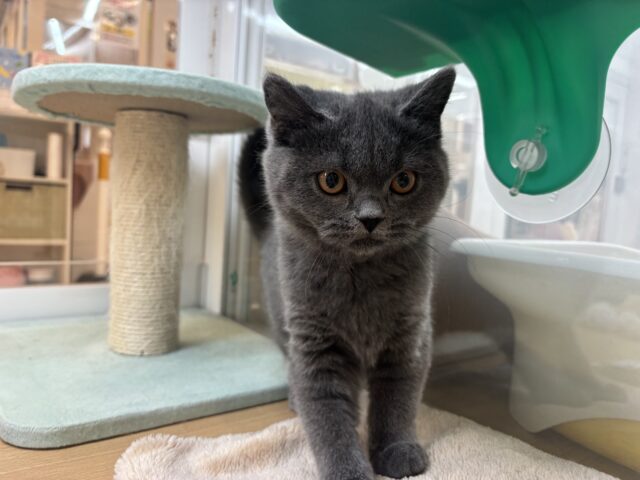 ブリティッシュショートヘア