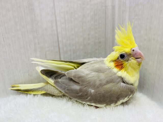 オカメインコ