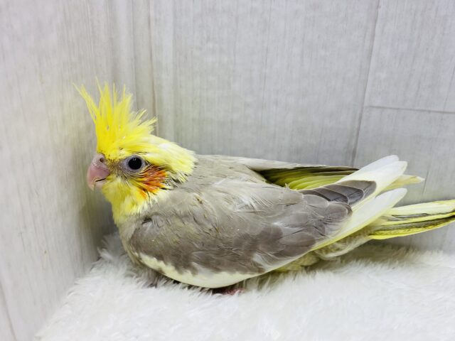 オカメインコ