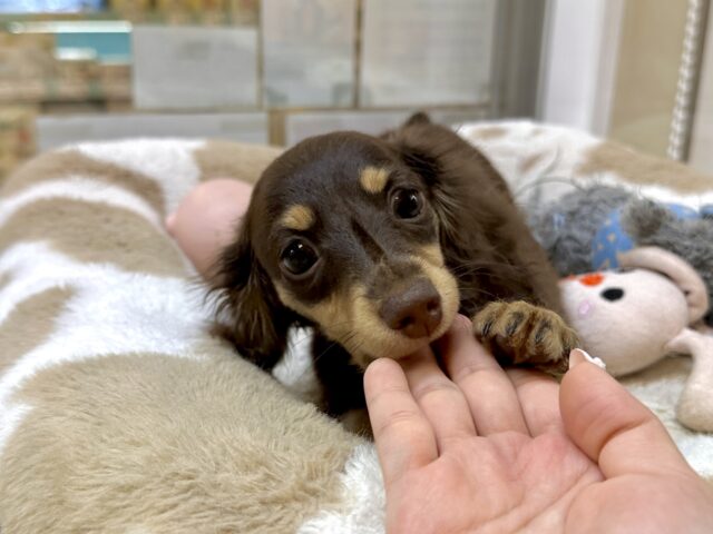 ミニチュアダックス