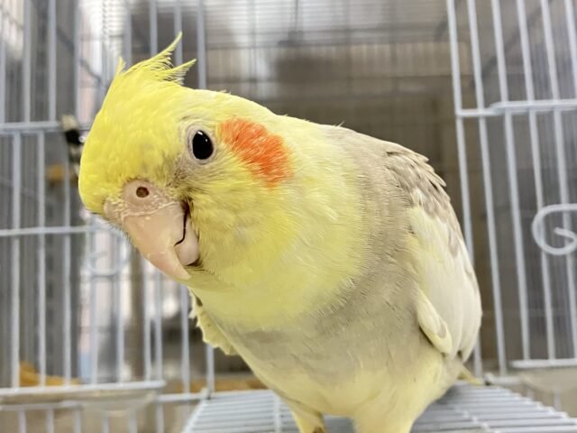オカメインコ