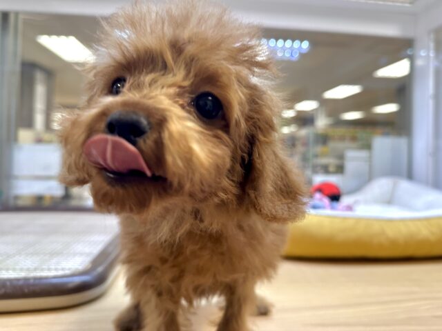 天真爛漫✩.⋆トイプードル男の子 トイプードル