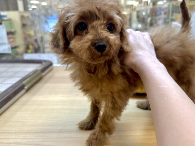 天真爛漫✩.⋆トイプードル男の子 トイプードル