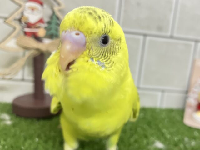 セキセイインコ