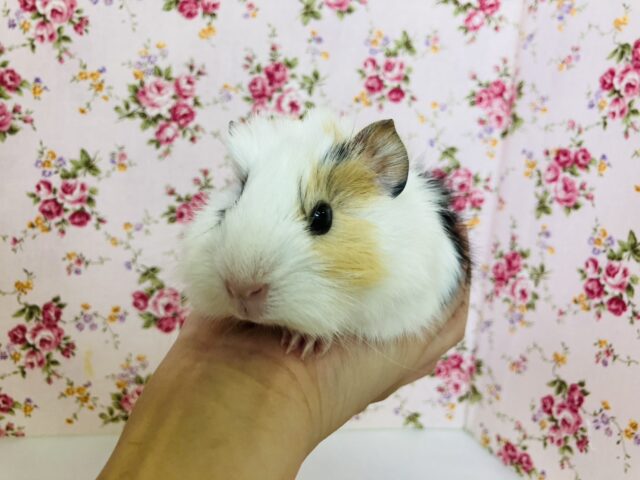 アビシニアンモルモット