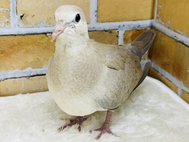 ジュズカケバト