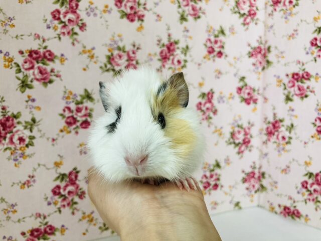 アビシニアンモルモット