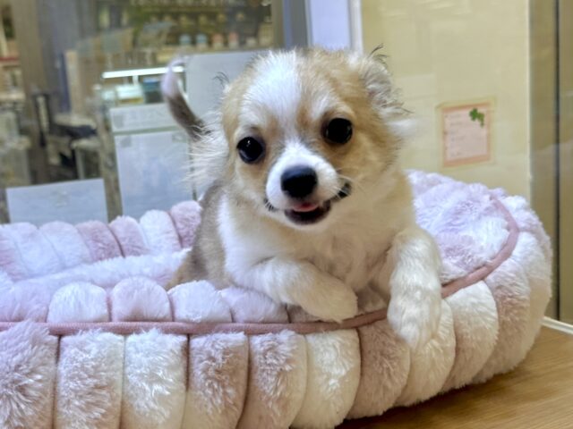 むっちり🩵チワワ男の子 チワワ